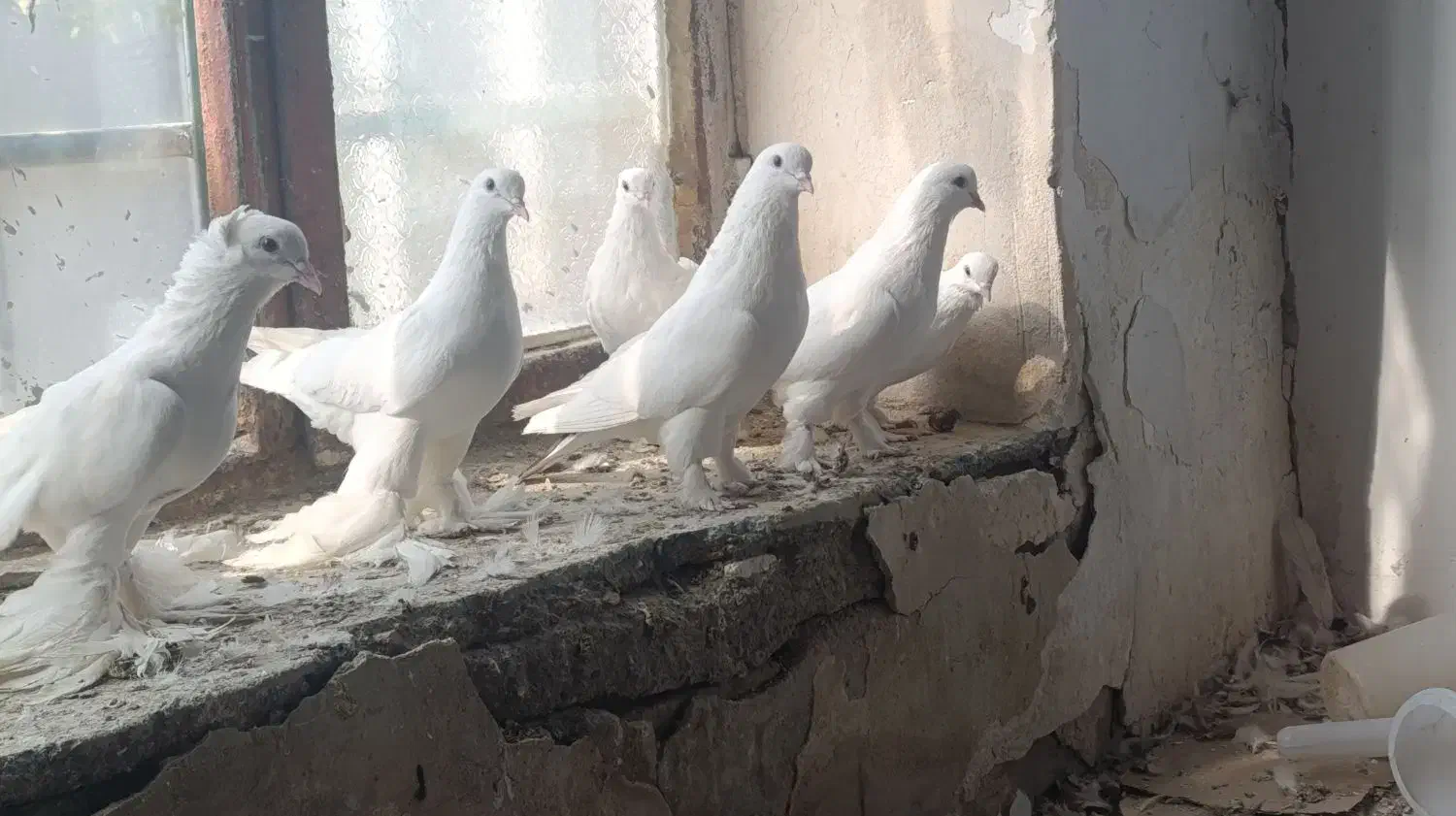 کبوتر رنگی|پرنده|بستان آباد, |دیوار