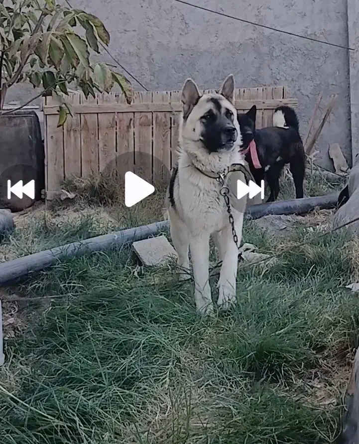 امریکن اکیتا رنگ خاص|سگ|فولادشهر, سایت صنعتی کاوه|دیوار