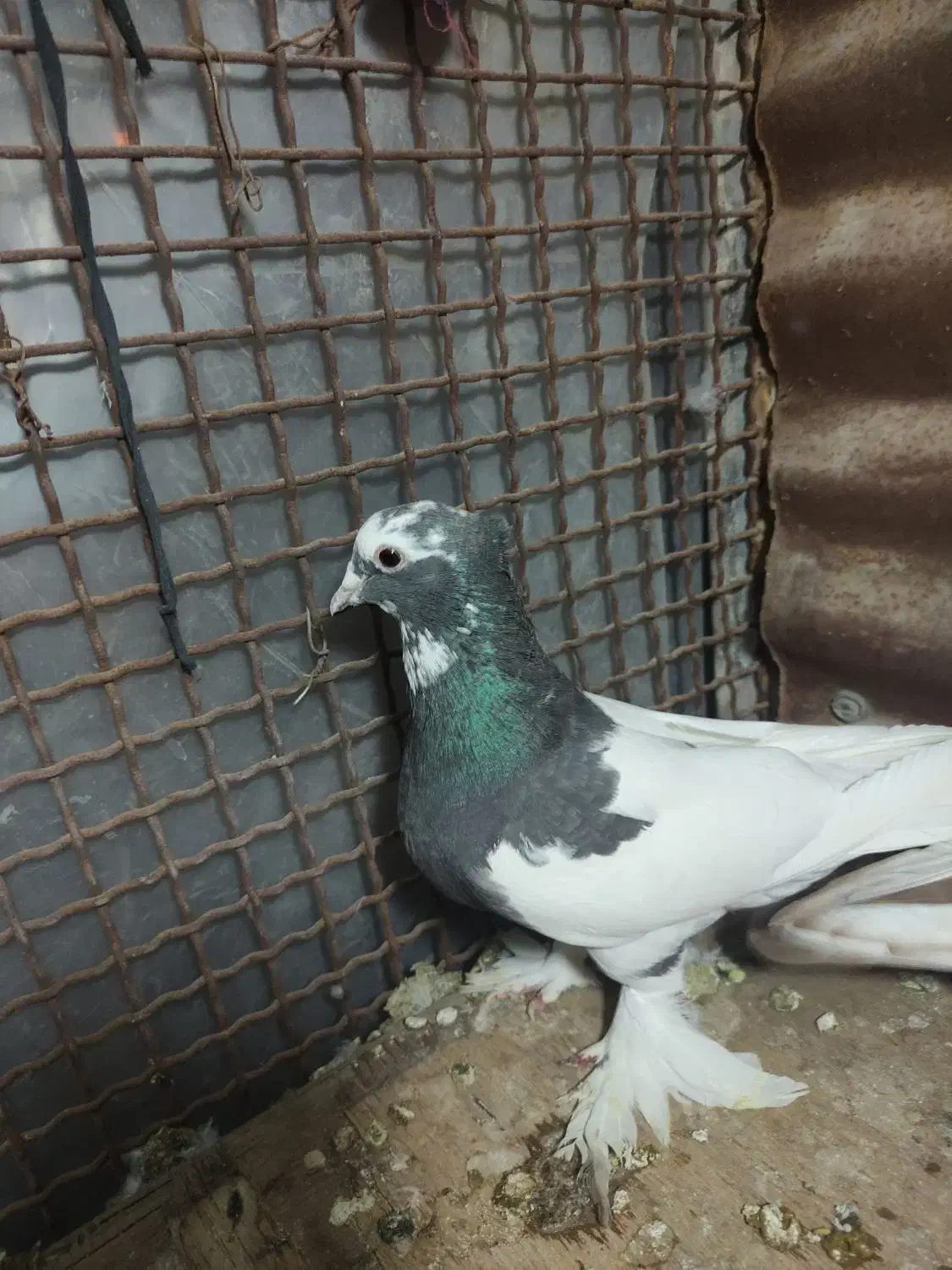 معاوضه درکوار|پرنده|میمند, |دیوار