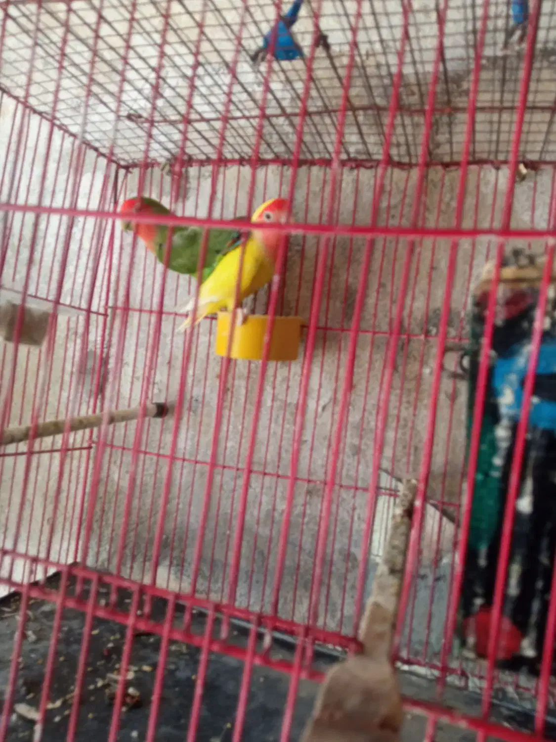 عروس هلندی و طوطی برزیلی|پرنده|بجنورد, |دیوار