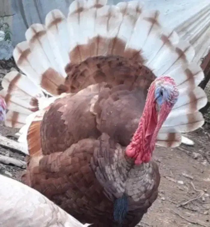 بقلمون نر|حیوانات مزرعه|آستانه اشرفیه, |دیوار