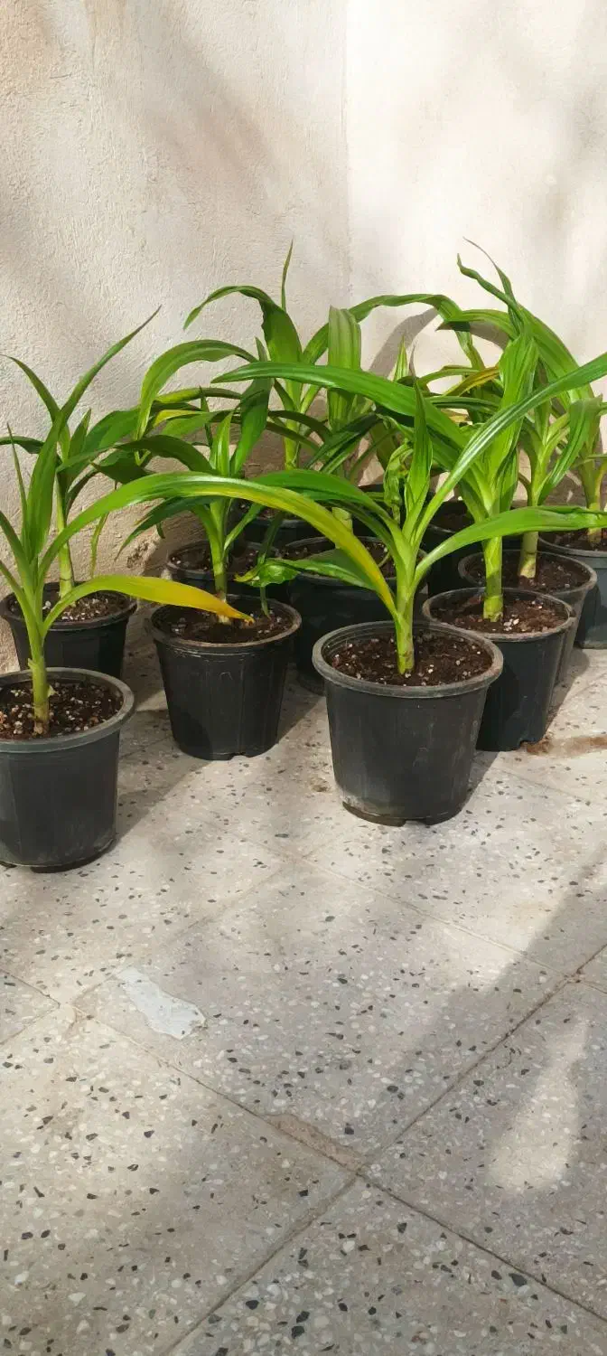 گل‌سوسن|گل و گیاه طبیعی|مهریز, |دیوار