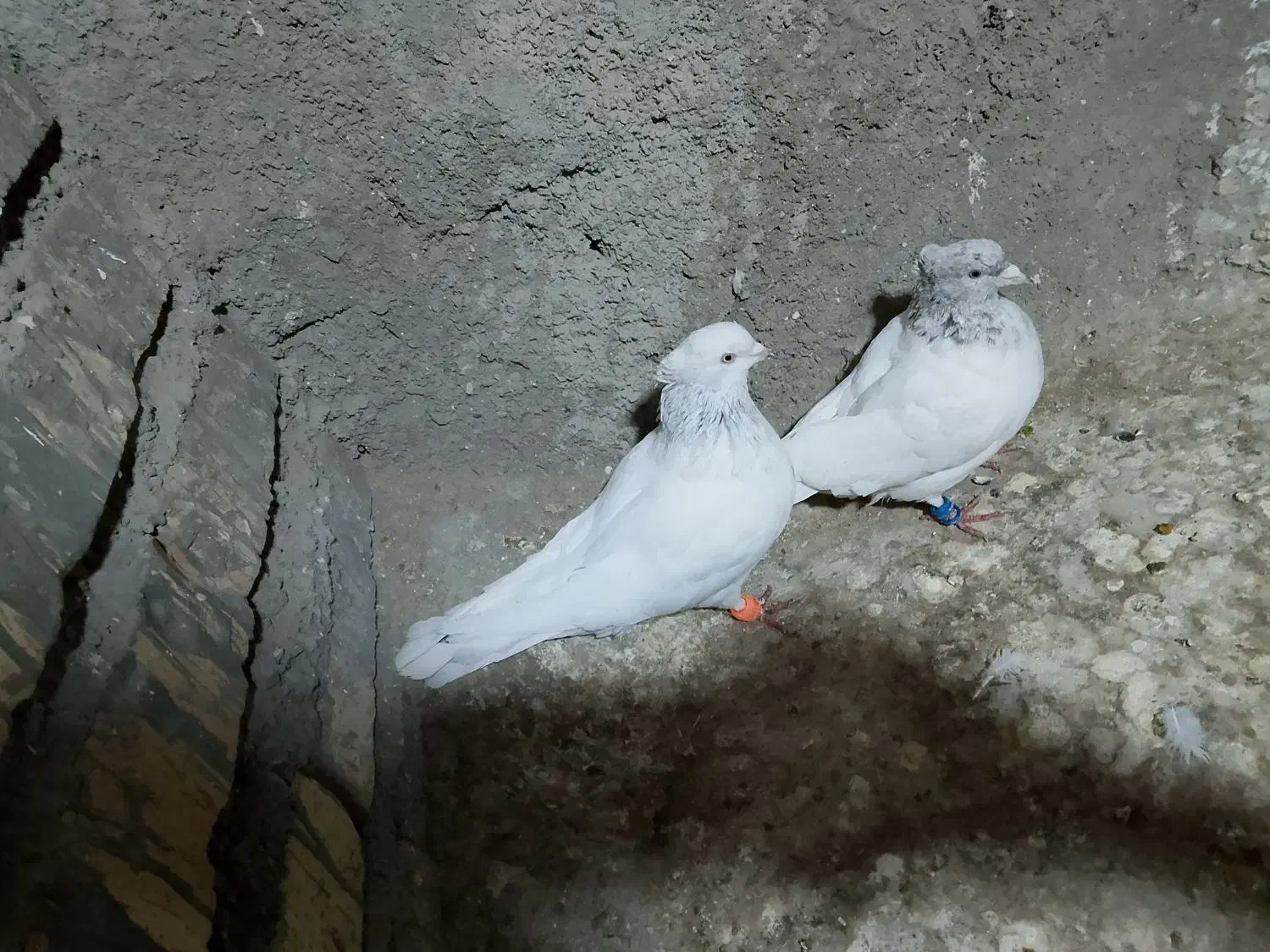 صید|پرنده|تربت جام, والفجر|دیوار