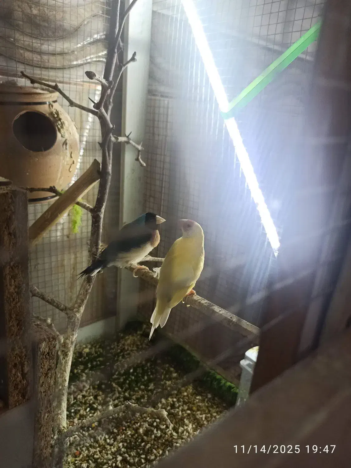 فنچ گلدین|پرنده|سراوان, |دیوار