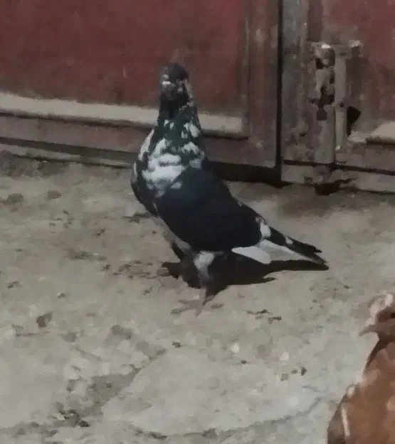 سوسکی|پرنده|اردبیل, |دیوار