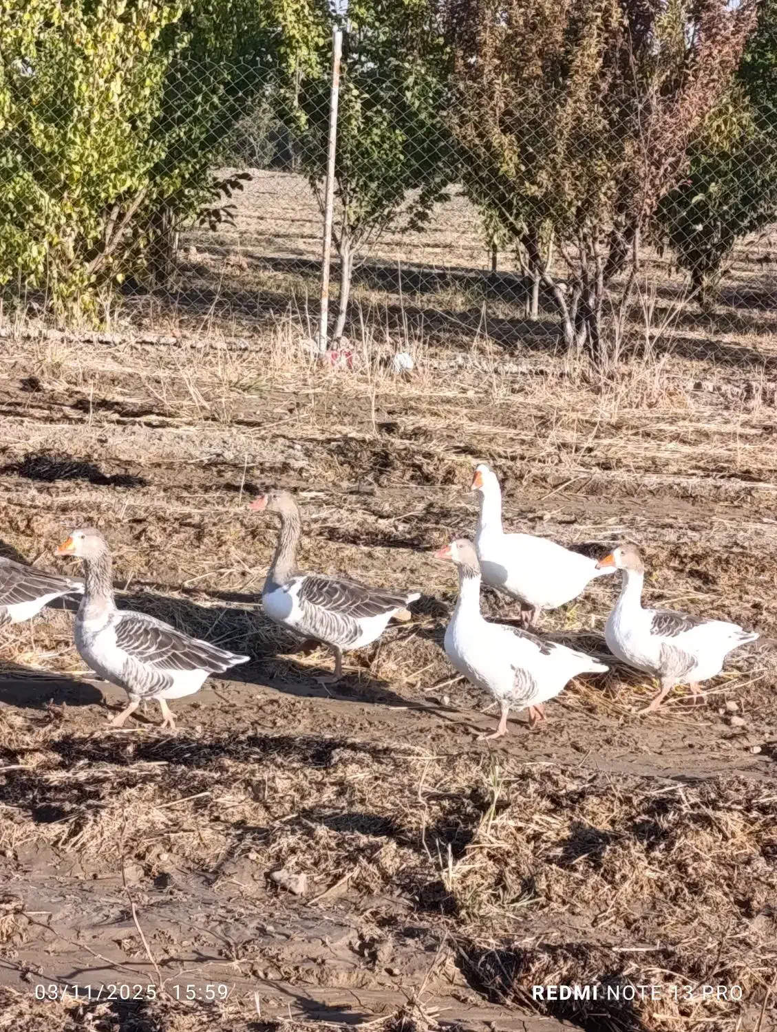 فروش غاز|حیوانات مزرعه|بیضا, |دیوار