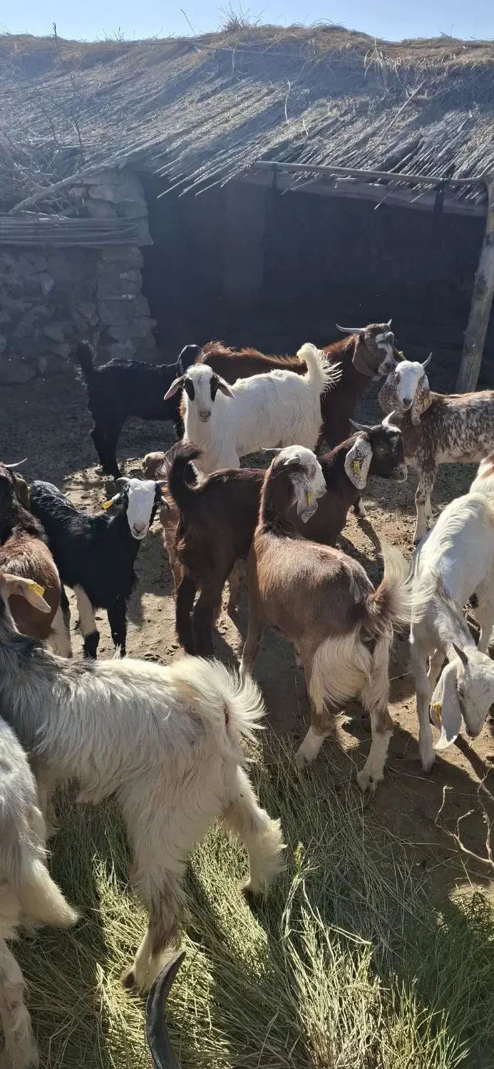 قیمت نقد|حیوانات مزرعه|آسمینون, |دیوار