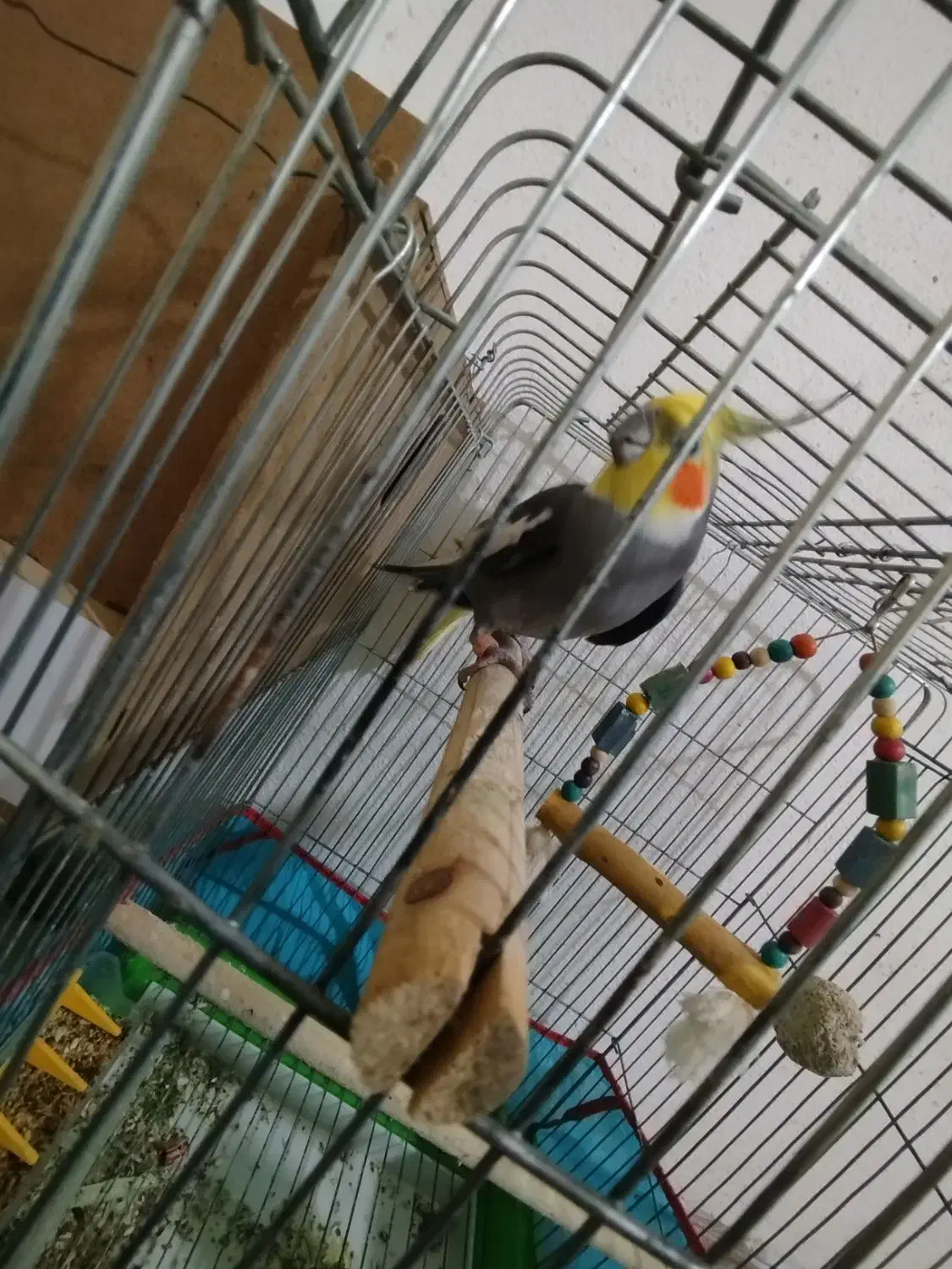 جفت عروس هلندی|پرنده|علی‌آباد کتول, |دیوار