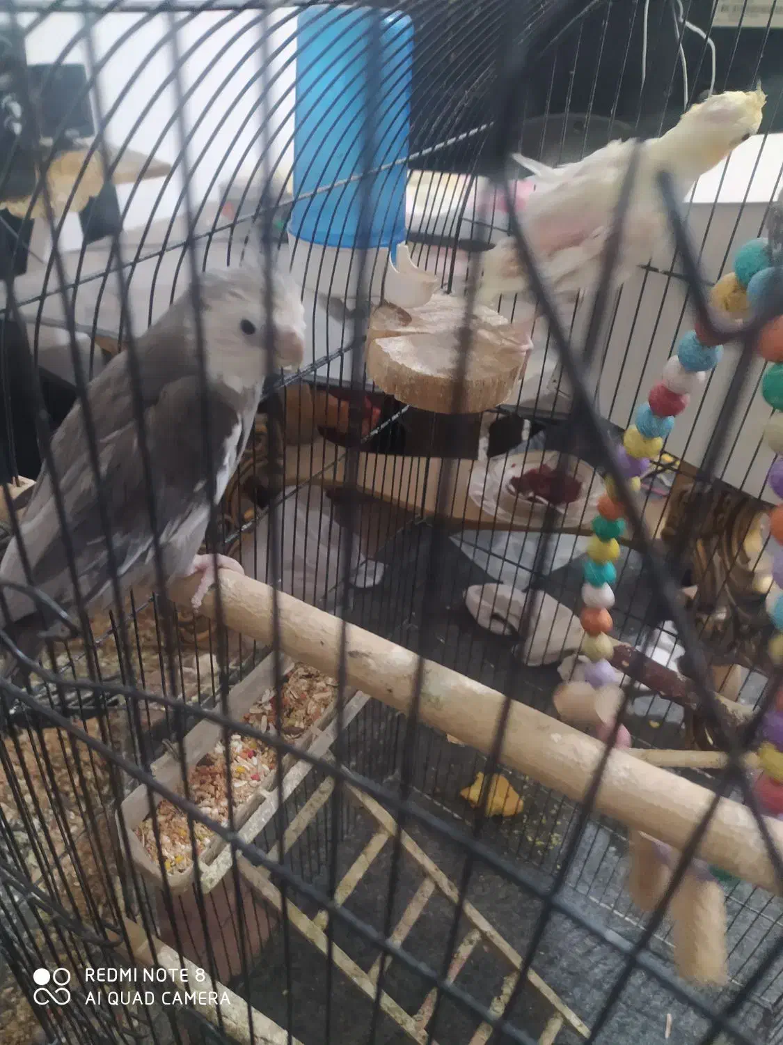 یک جفت عروس هلندی بالغ‌دونه500|پرنده|جوادآباد, |دیوار