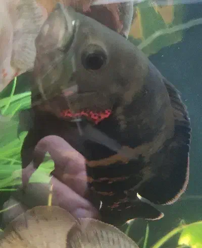 ماهی اسکار بزرگ|ماهی|شاهین‌شهر, عطار|دیوار