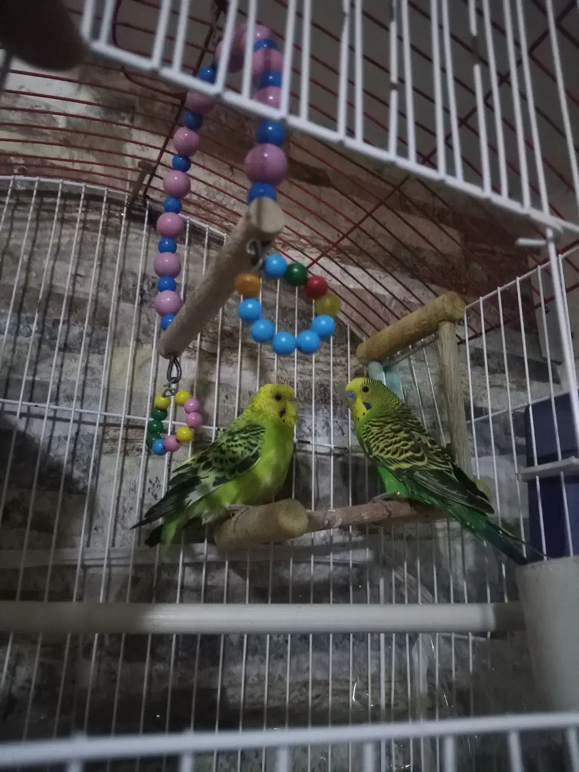 مرغ عشق نرو ماده|پرنده|تبریز, |دیوار