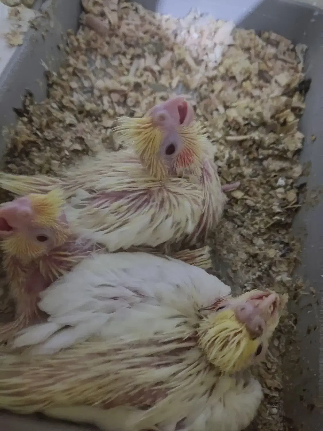 جوجه عروس هلندی|پرنده|فسا, |دیوار