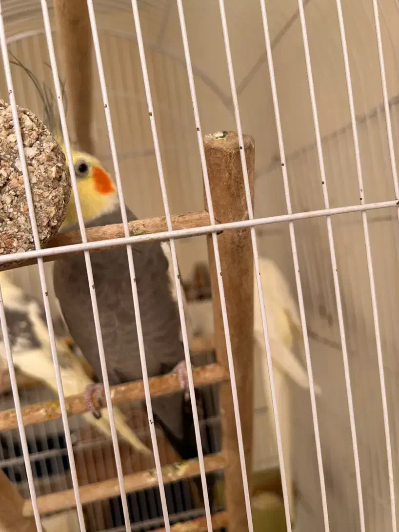 عروس هلندی|پرنده|تهران, سردارجنگل|دیوار