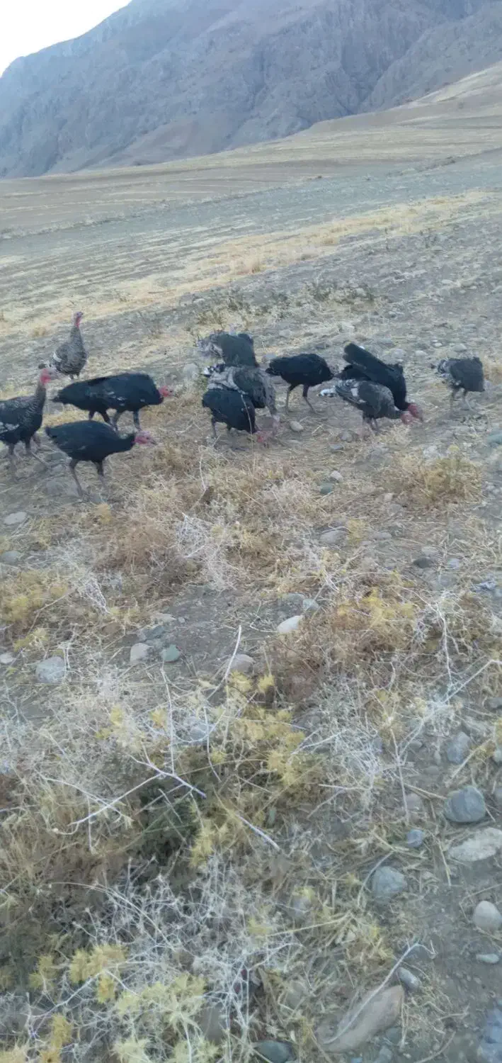 فروشی دونه ای|حیوانات مزرعه|سیلاخور, |دیوار