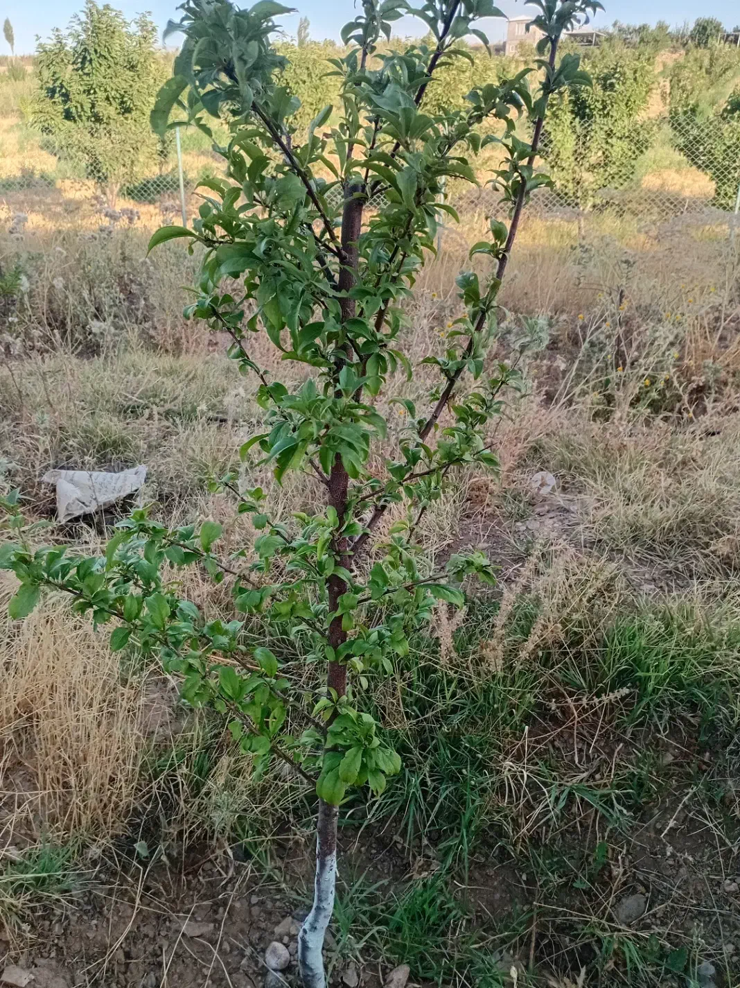 زمین باغ|فروش دفتر صنعتی، کشاورزی، تجاری|اهر, |دیوار