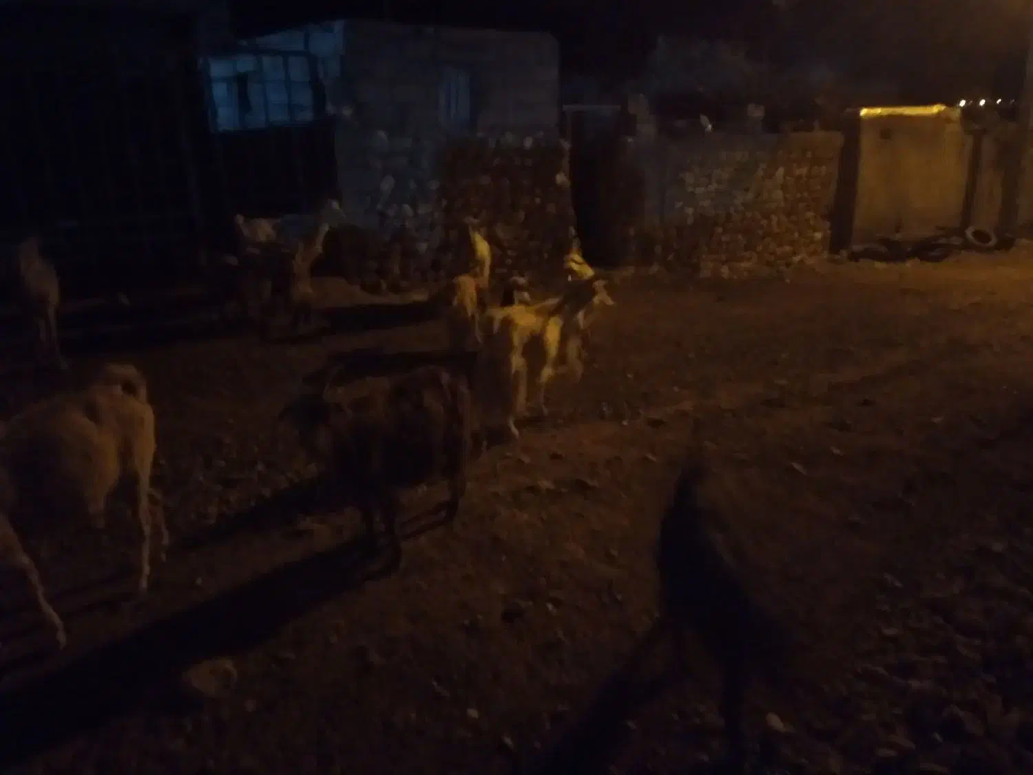 فروش ۳راس بز چاق ویه‌راس‌کهره نر قصابی‌|حیوانات مزرعه|سرفاریاب, |دیوار