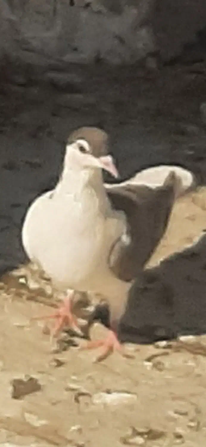 چند تا کفتر|پرنده|تربتحیدریه, شهدا|دیوار