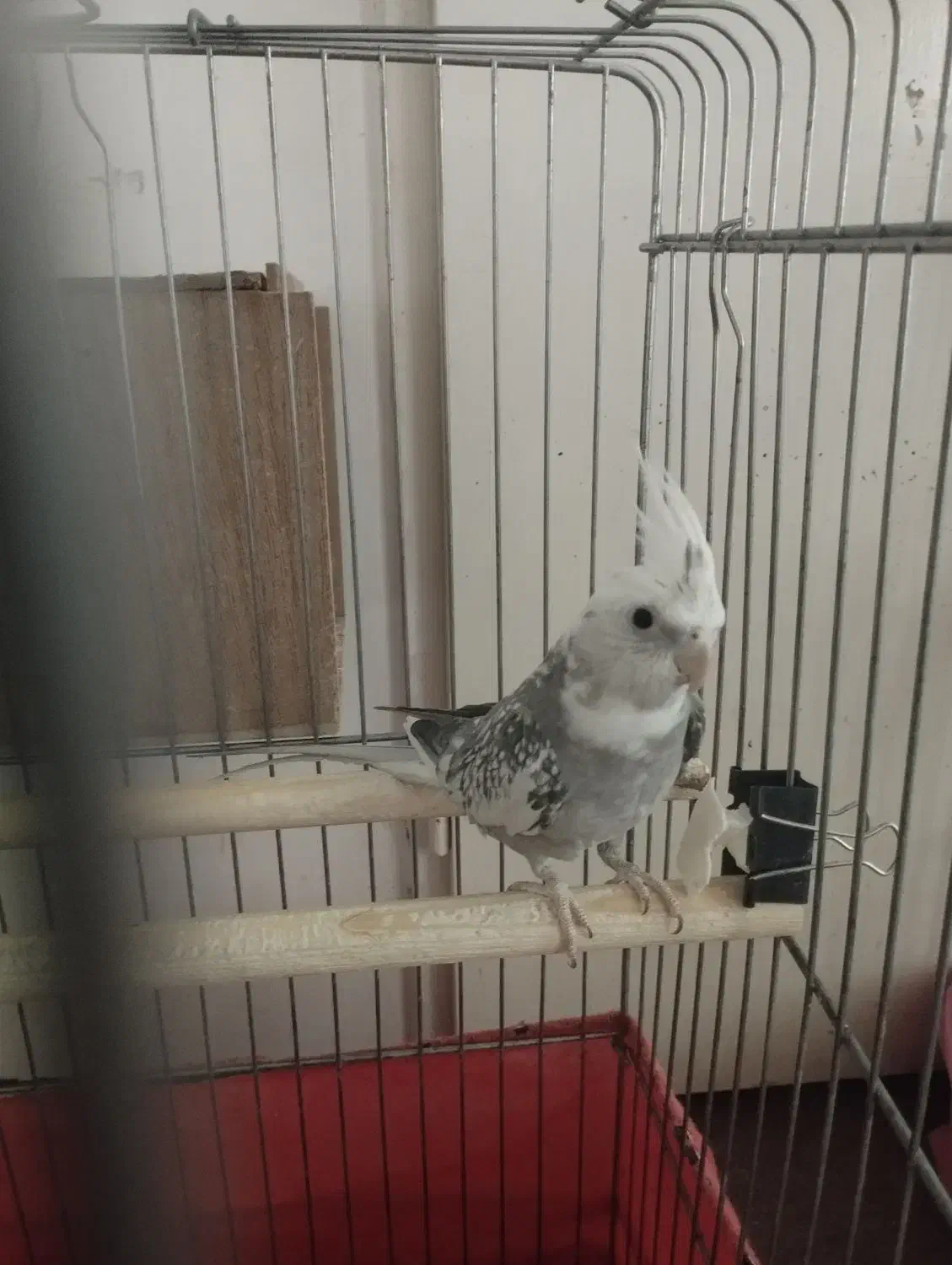 عروس هلندی نر|پرنده|پاکدشت, پاکدشت (مامازند)|دیوار