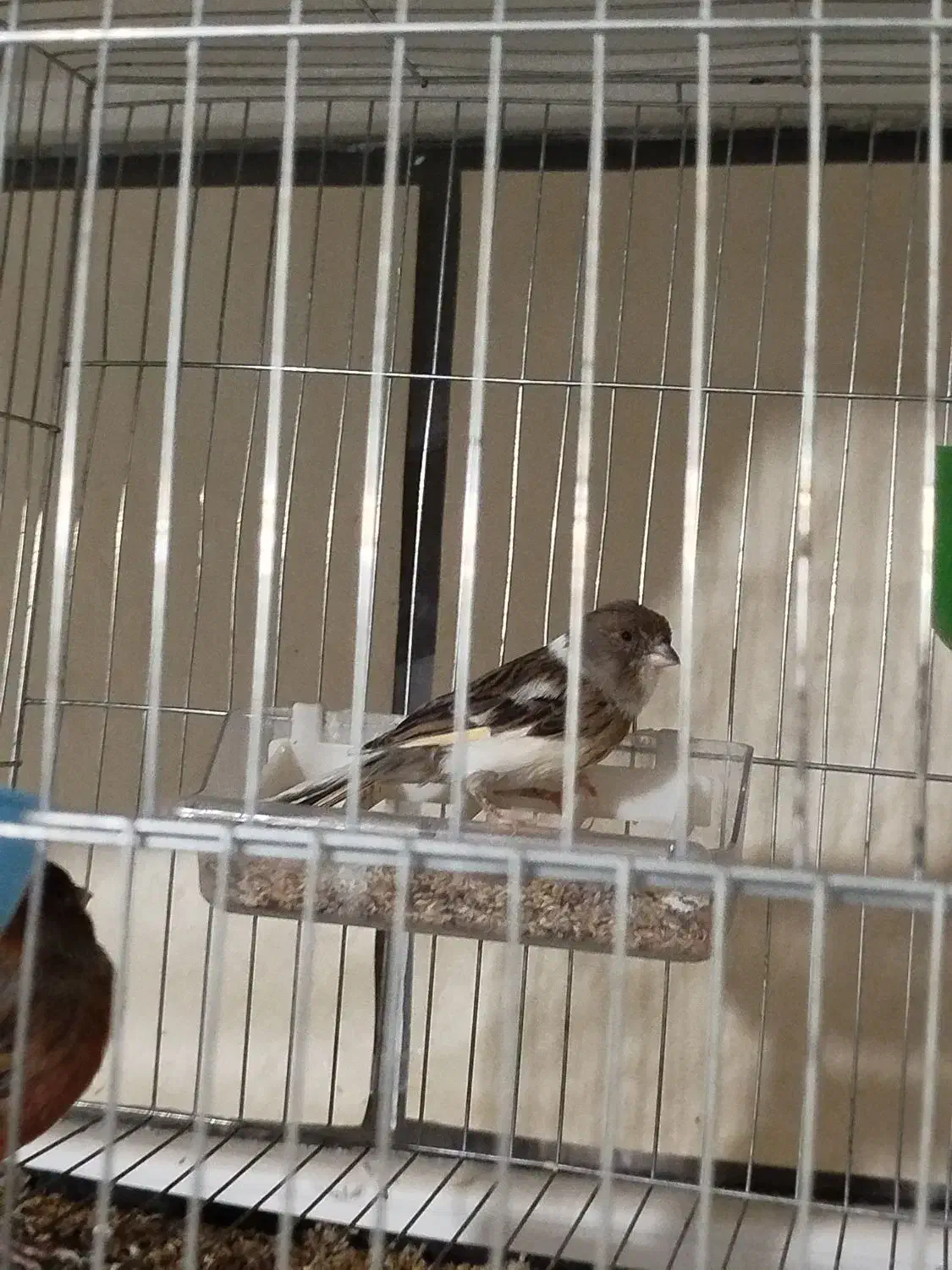 قناری نروماده|پرنده|فولادشهر, مسکن مهر فولادشهر|دیوار