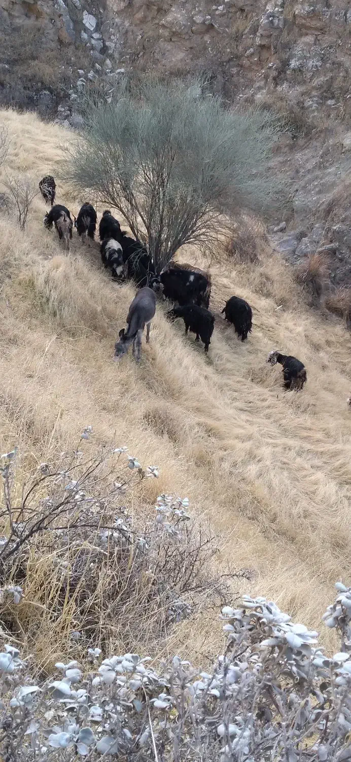 کوری خر ماده|حیوانات مزرعه|بدره, |دیوار