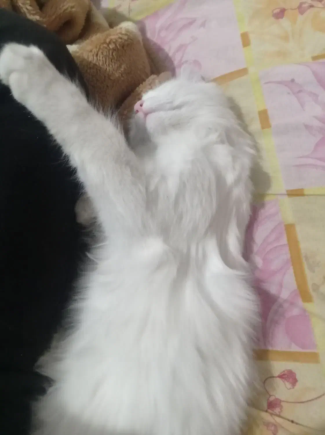 132095|گربه|قوچان, |دیوار