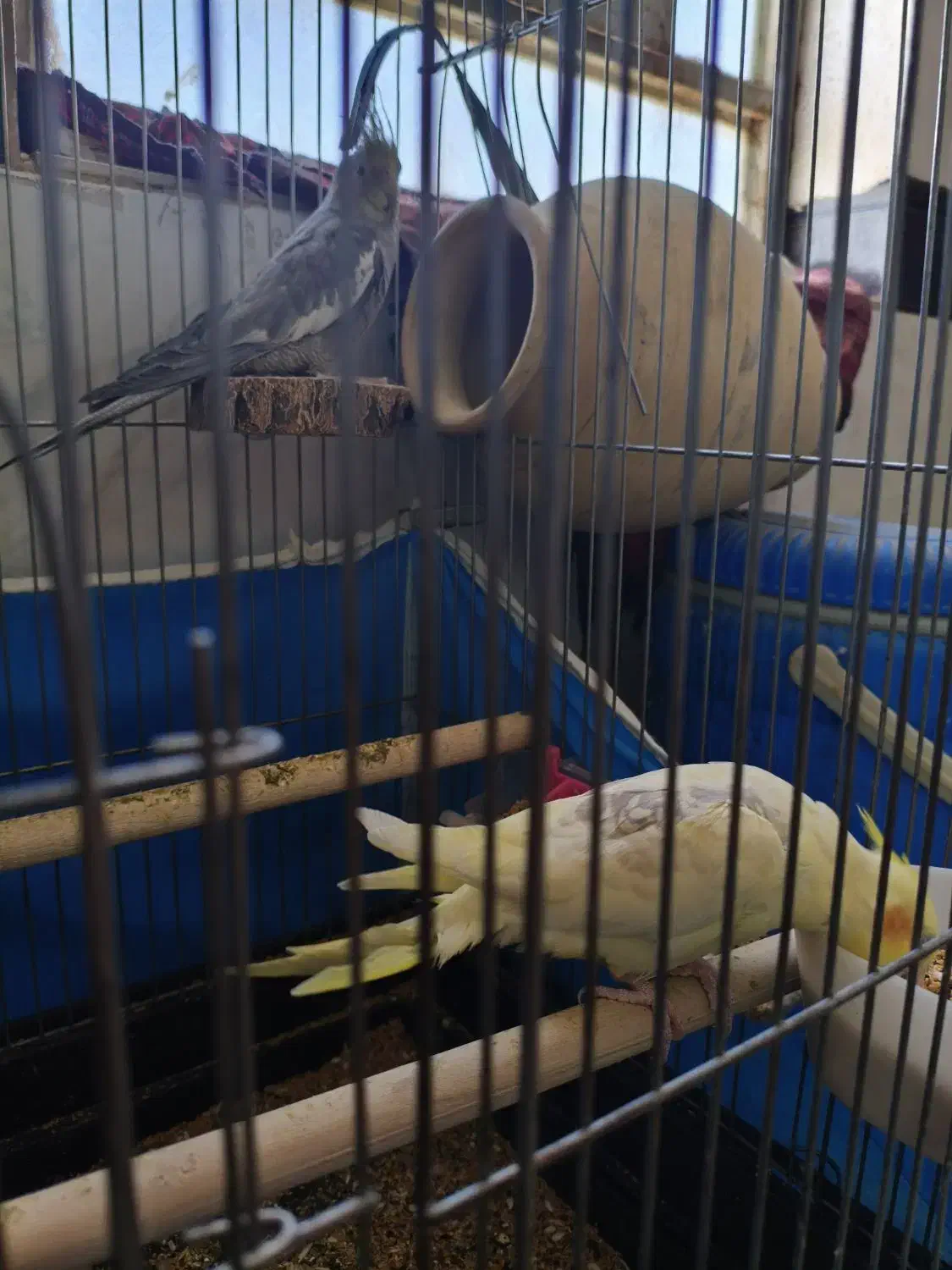 عروس هلندی|پرنده|بهاباد, |دیوار