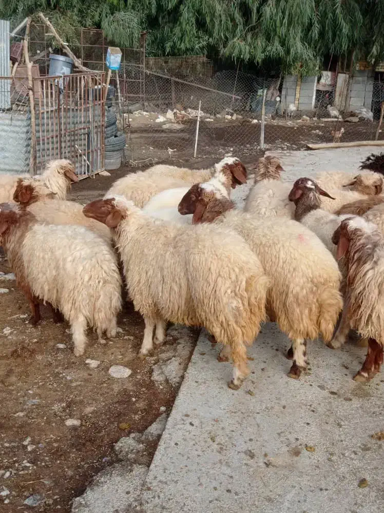 فروش سی بره صادراتی|حیوانات مزرعه|هندمینی, |دیوار