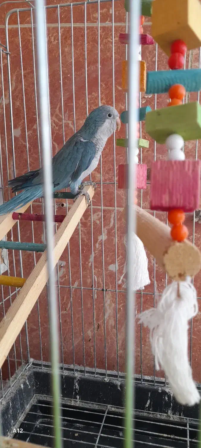 راهب نر آبی|پرنده|تهران, سهروردی|دیوار