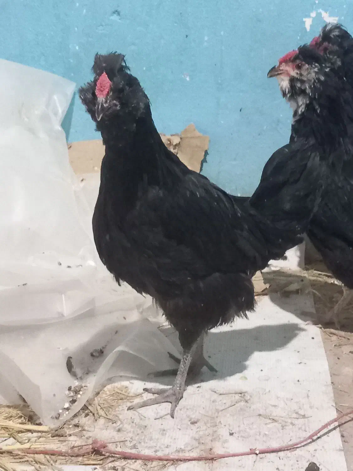 خروس گلین|حیوانات مزرعه|شیراز, گویم|دیوار