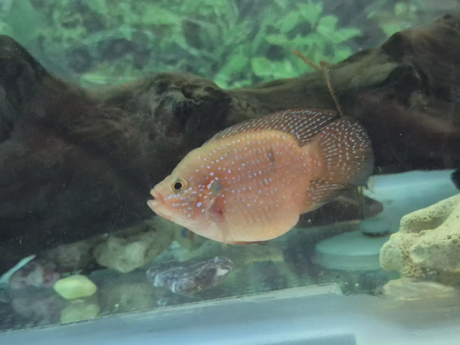 جفت جوئل مولد|ماهی|اصفهان, عاشق‌آباد|دیوار