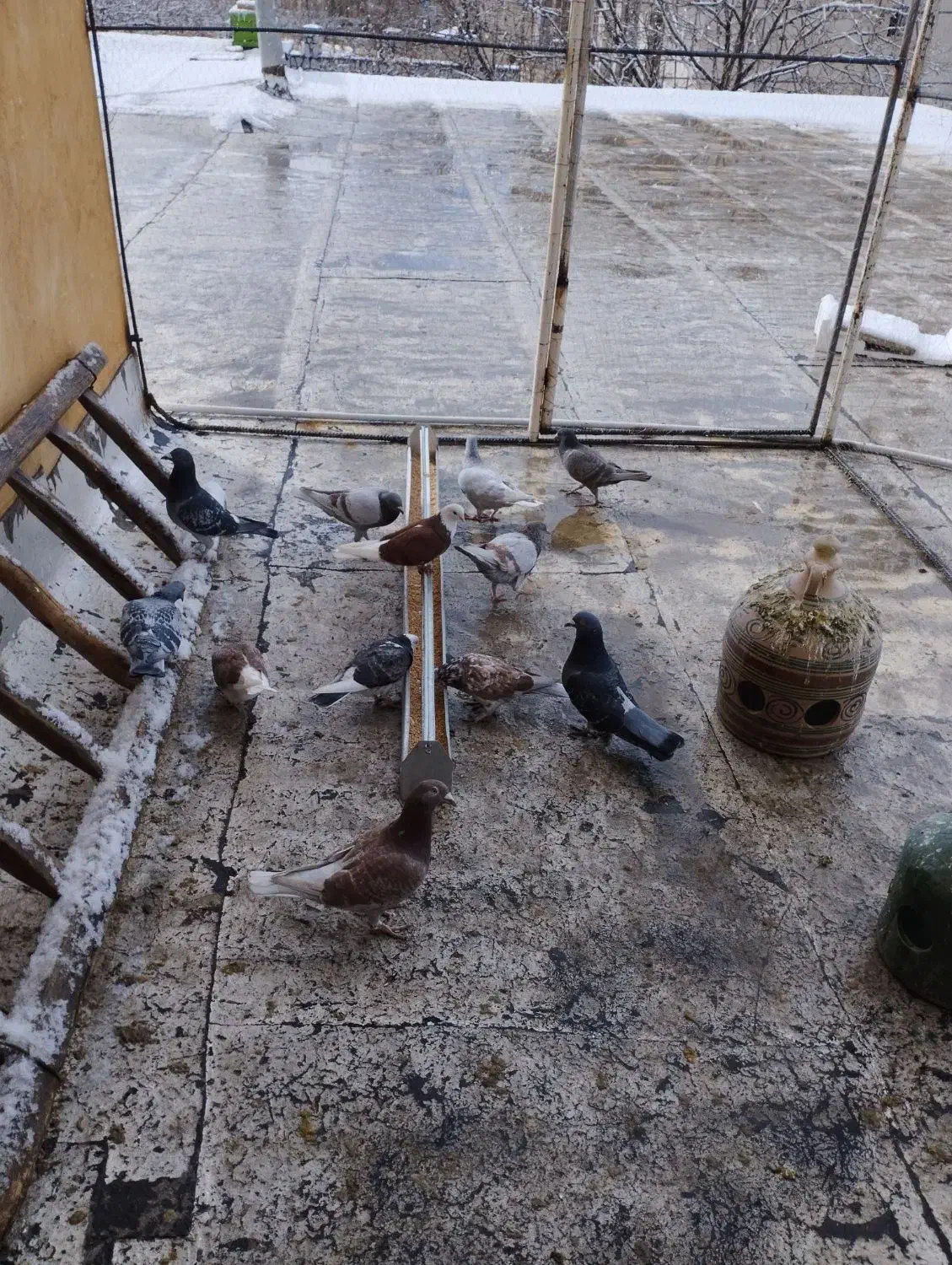 کبوتر رنگی و مصافتی دونه  200 یجا جفتی 800|پرنده|خوانسار, |دیوار