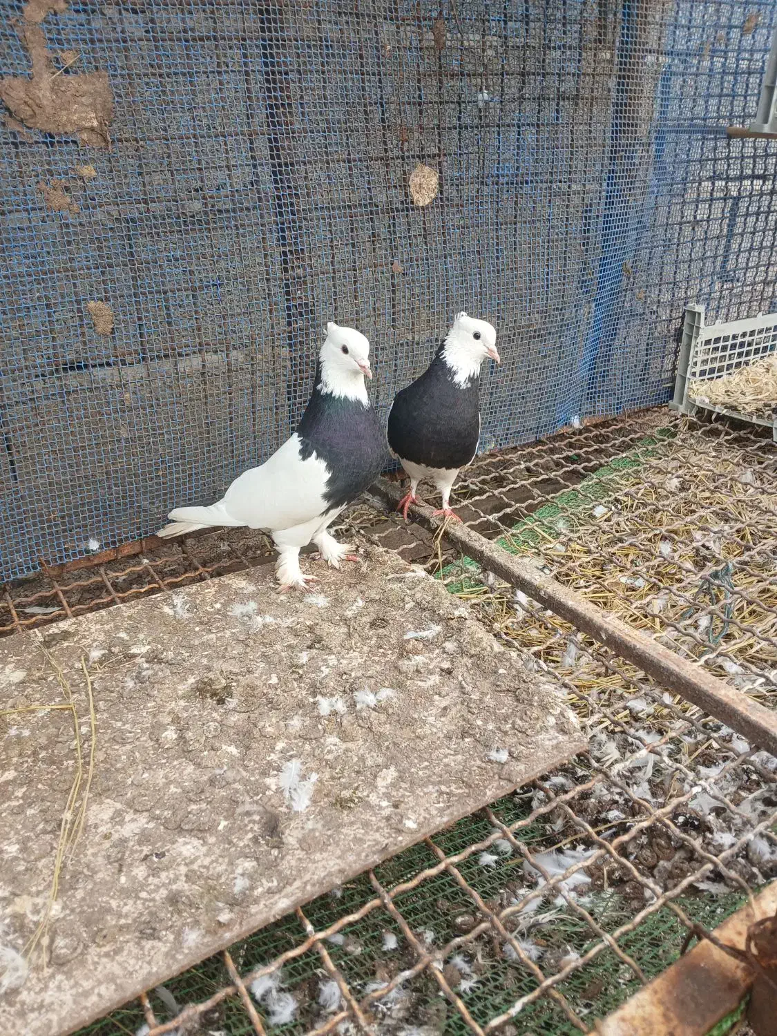 کبوتر|پرنده|سنگر, |دیوار