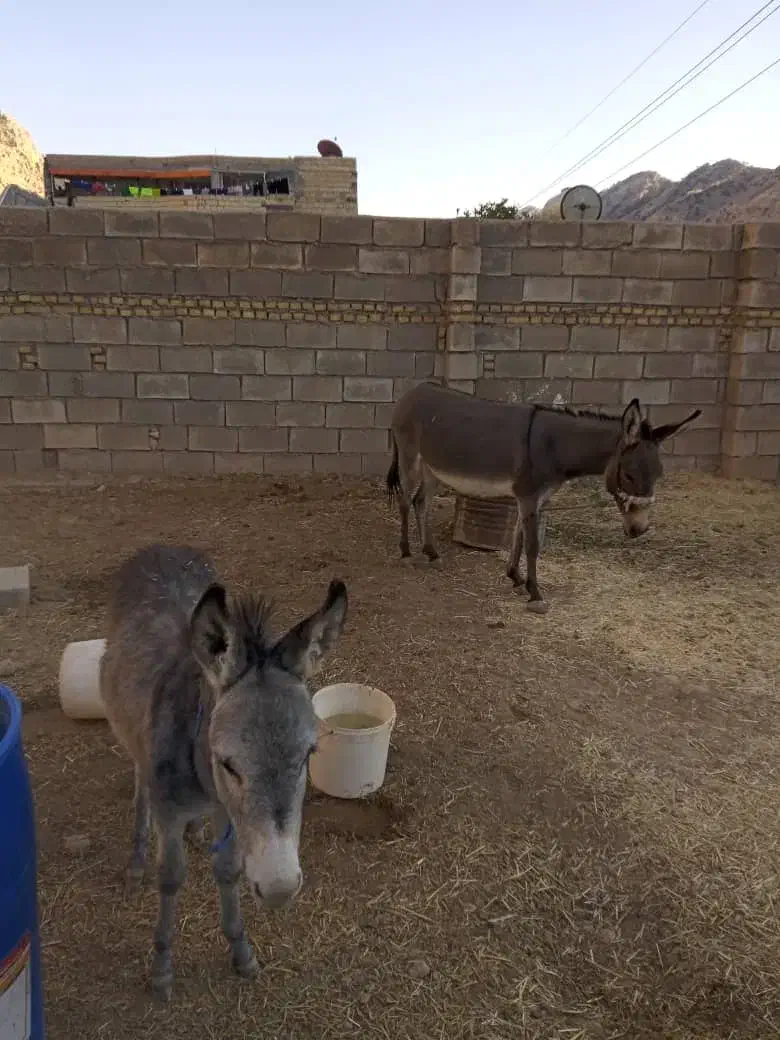 فروشی|حیوانات مزرعه|ایذه, |دیوار