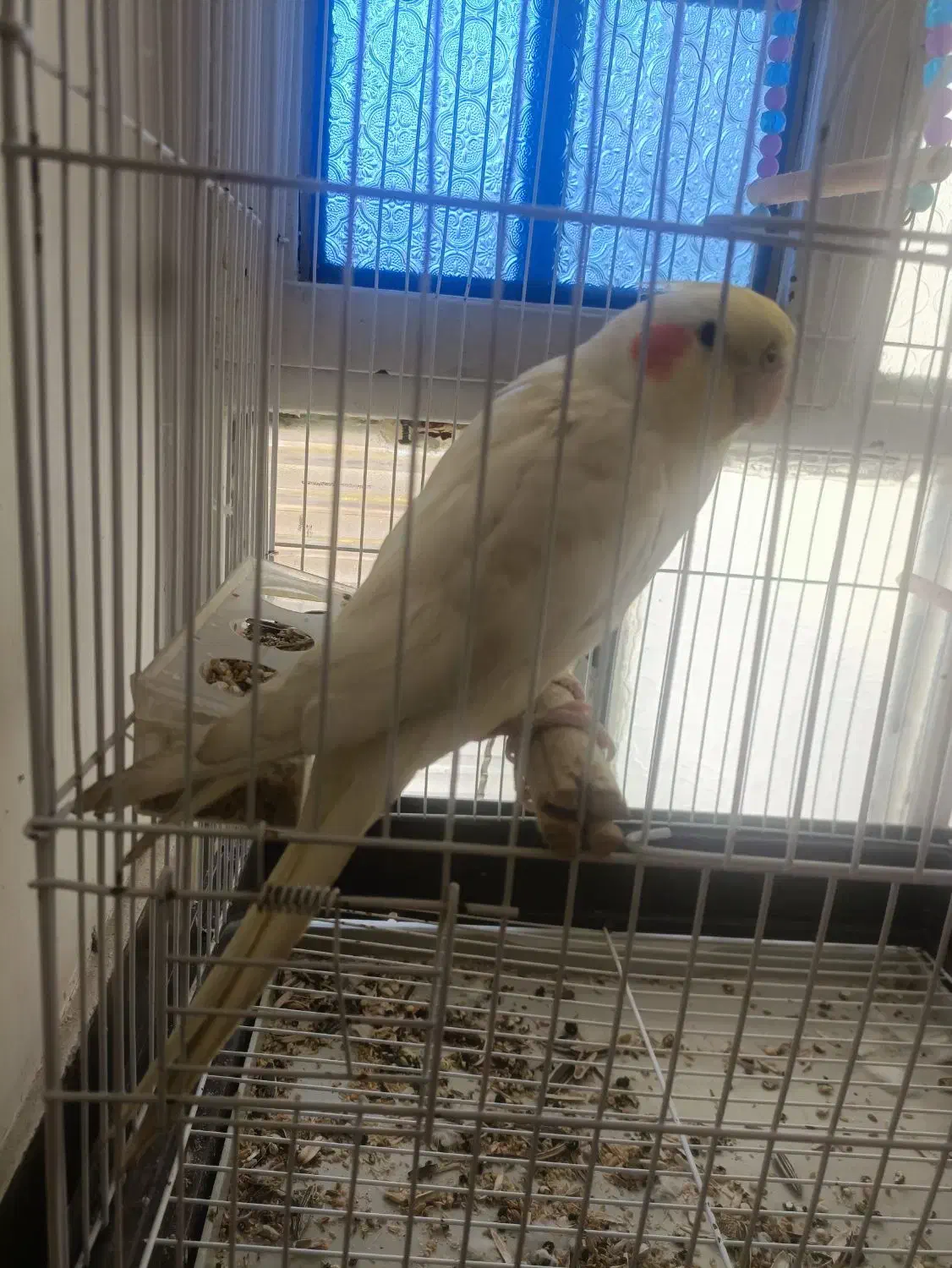 عروس هلندی جوان|پرنده|سی‌سخت, |دیوار