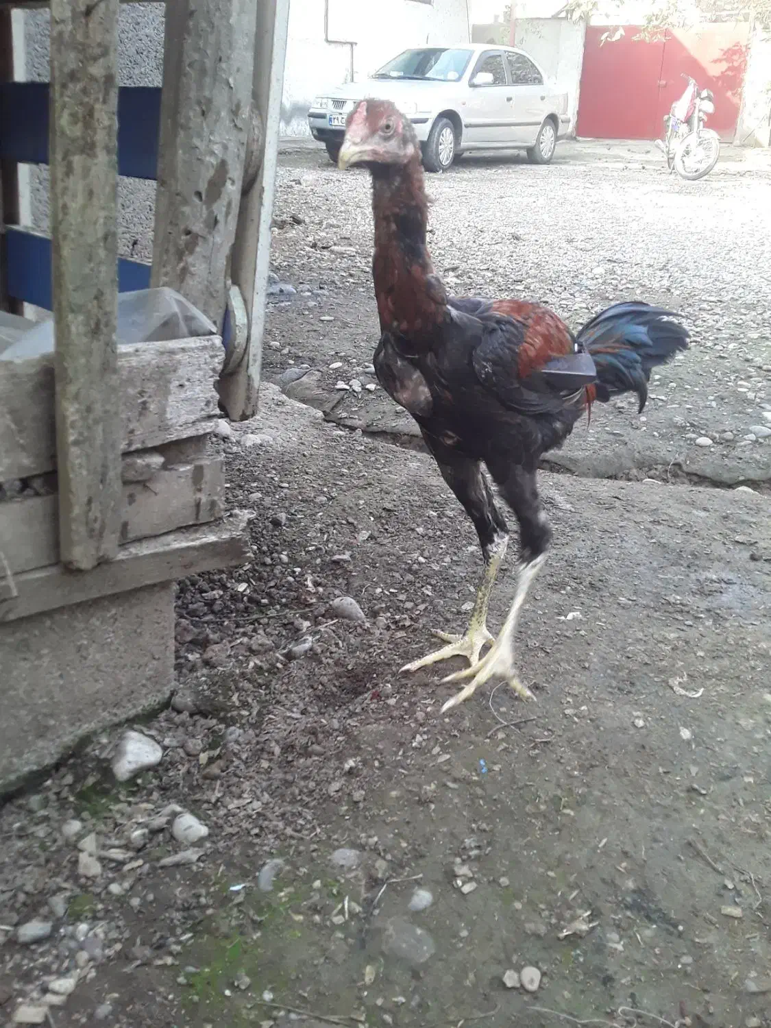 جوجه لاری|حیوانات مزرعه|رشت, فلسطین|دیوار