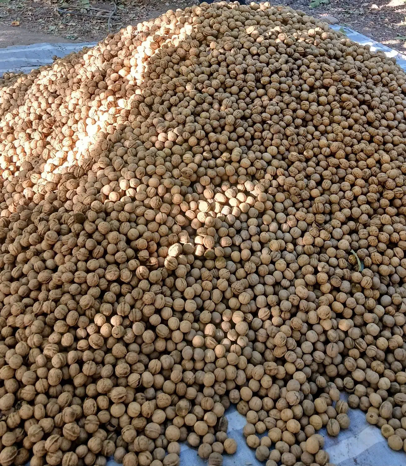 گردو درجه یک هرسین|عمده‌فروشی|هرسین, |دیوار