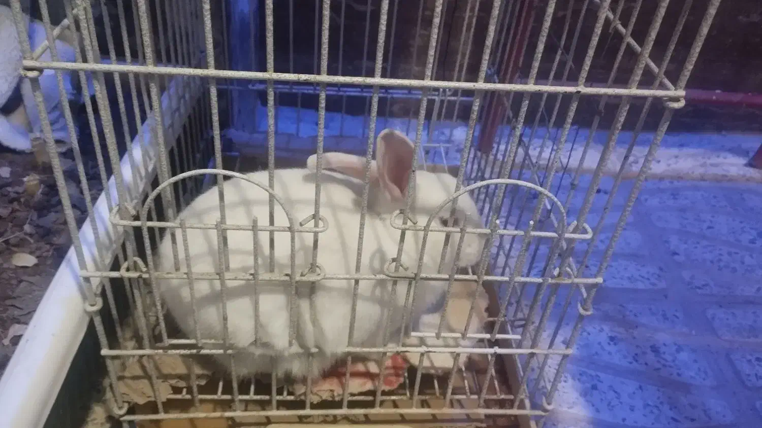 خرگوش|موش و خرگوش|بن, |دیوار