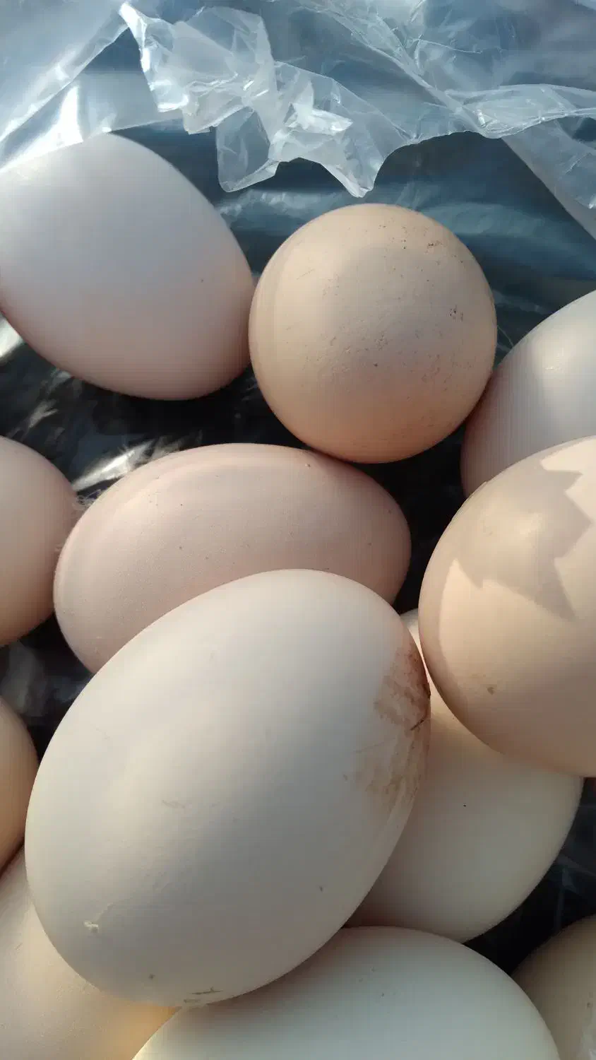 تخم مرغ محلی ارگانیک|خوردنی و آشامیدنی|آق قلا, |دیوار