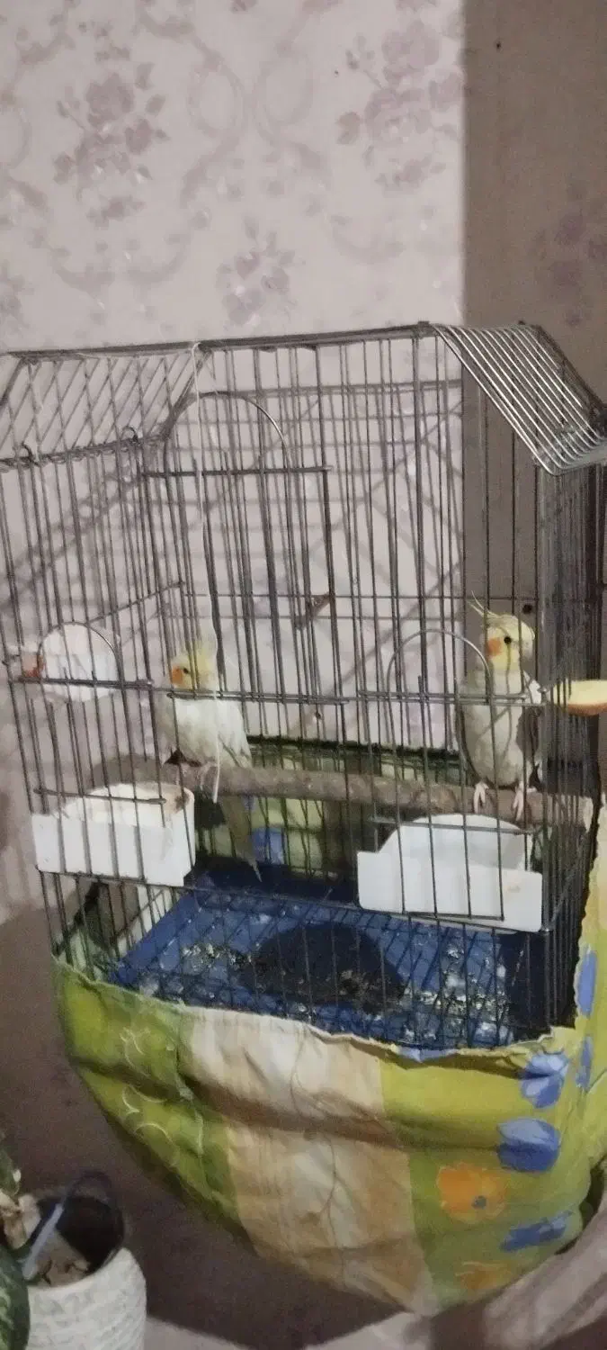 عروس هلندی نرو ماده دستی|پرنده|ری, علایین|دیوار