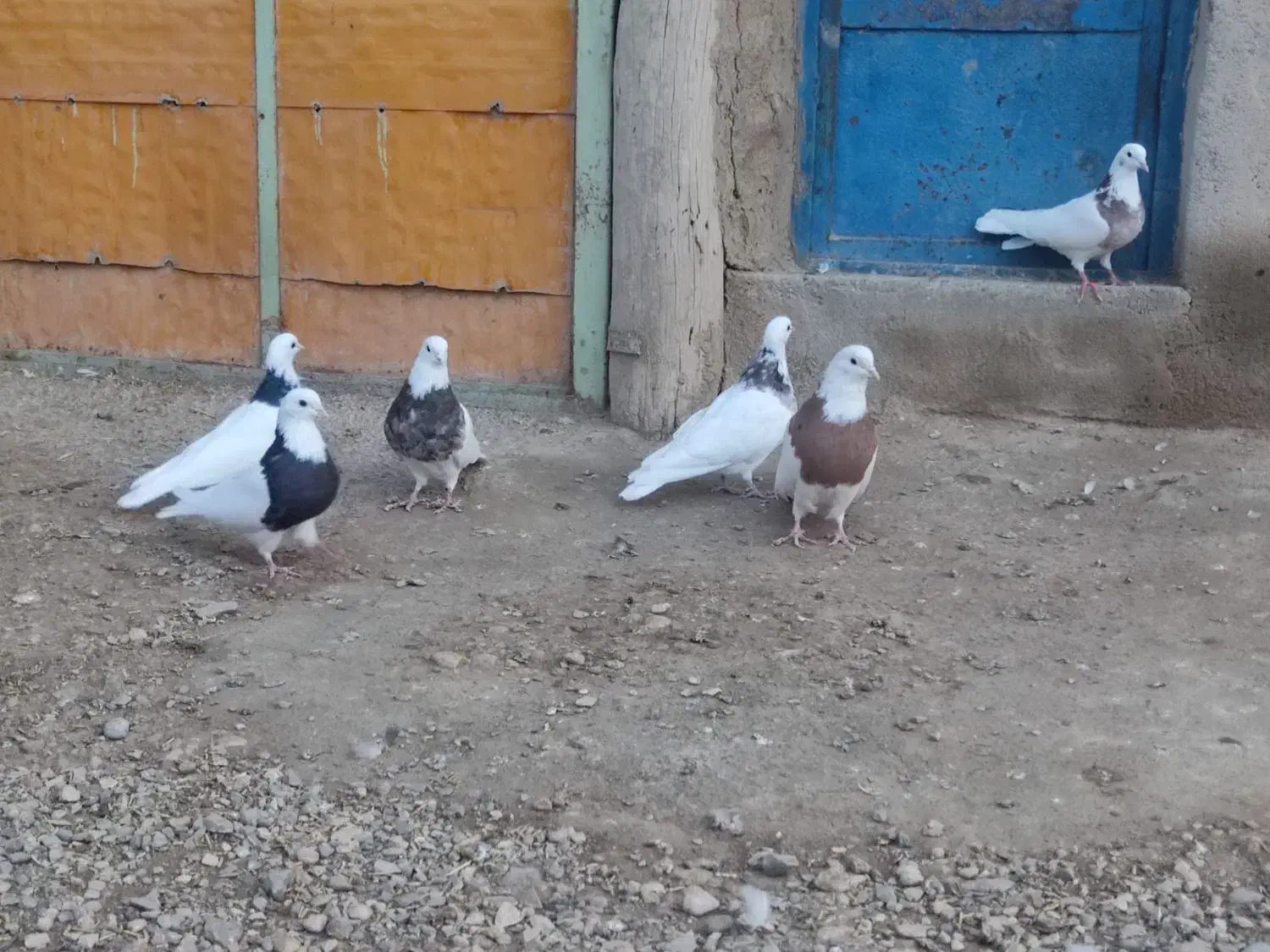 طوقی|پرنده|کبودرآهنگ, |دیوار