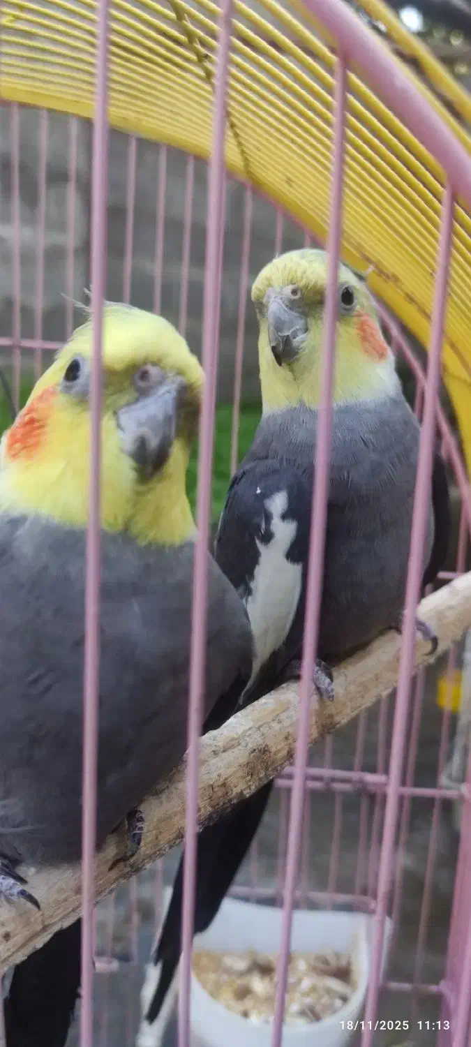 سه عدد عروس هلندی سالم|پرنده|واجارگاه, |دیوار