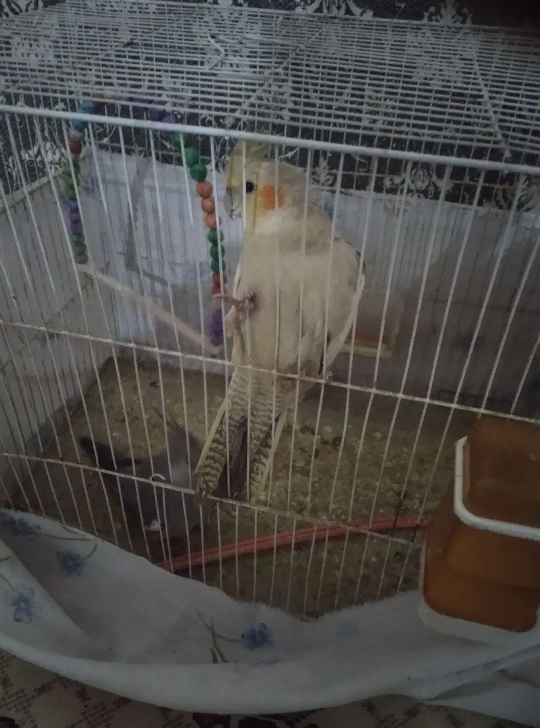 عروس هلندی|پرنده|رضویه, |دیوار