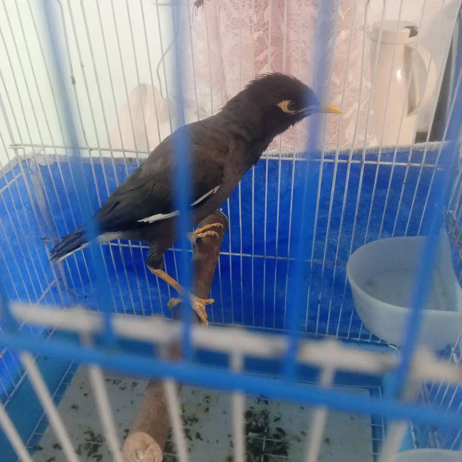 مرغ مینا سخنگو|پرنده|برخوار, |دیوار