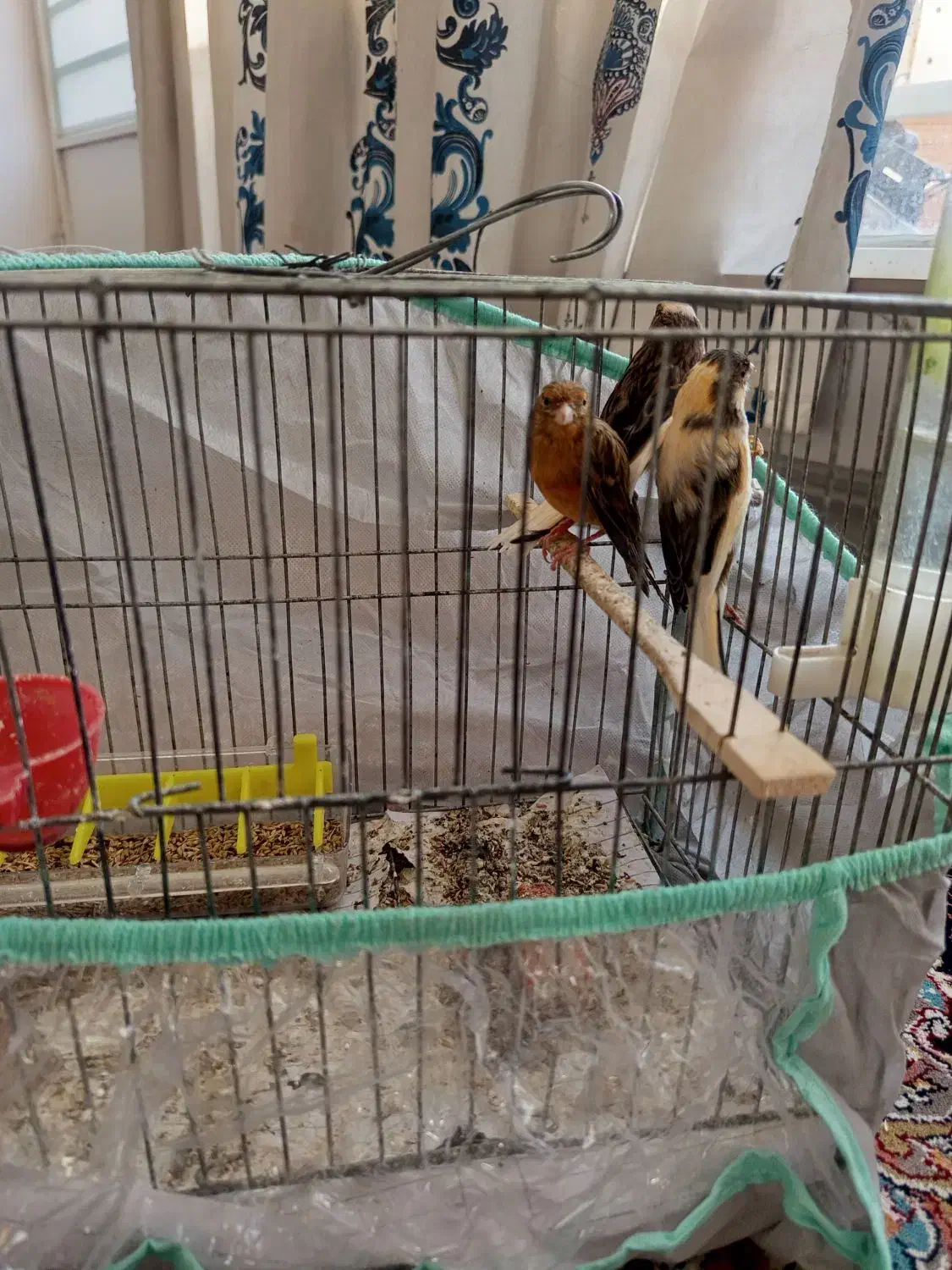 قناری ماده|پرنده|داراب, |دیوار