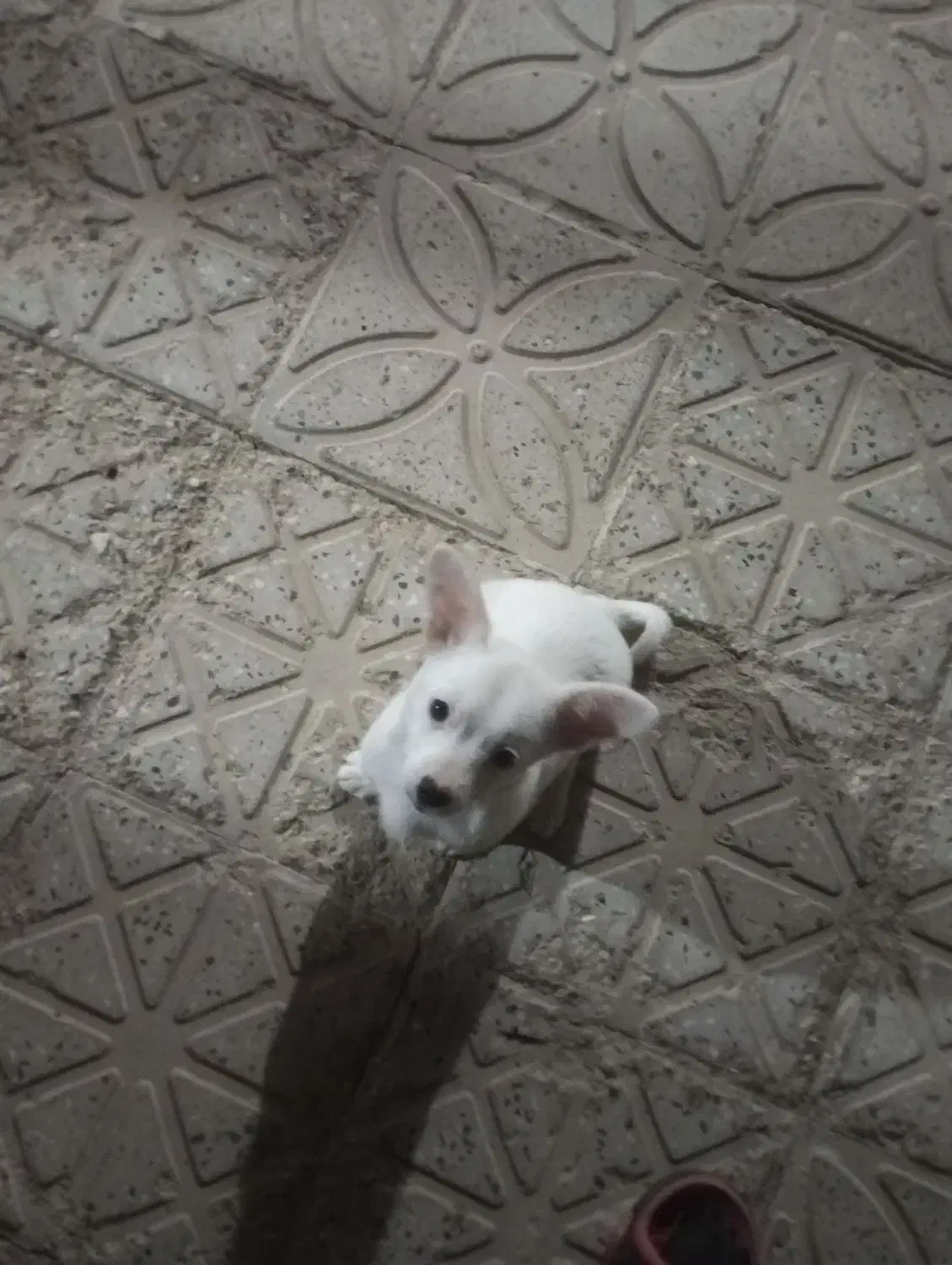 سگ پاکوتاه نژاد جک راسل|سگ|تکاب, |دیوار