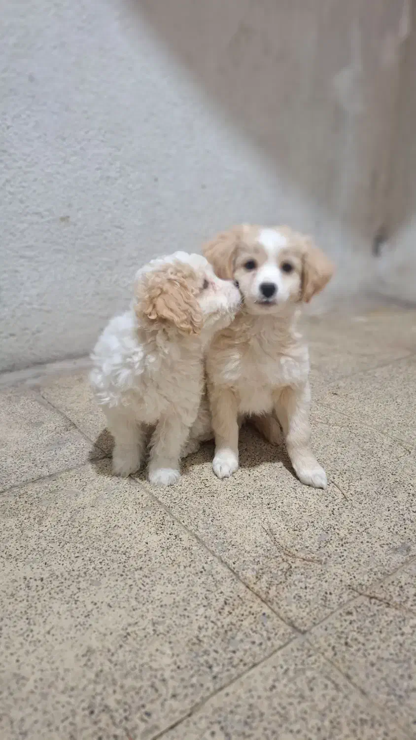 شیتزو|سگ|فولادشهر, B5|دیوار