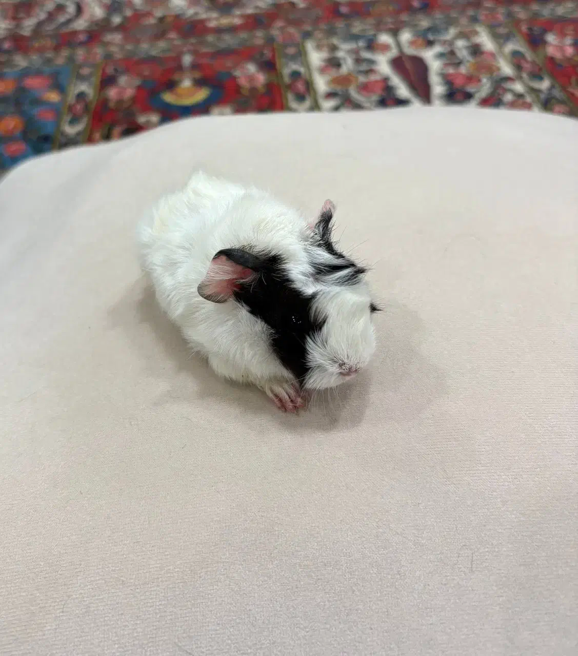 خوکچه هندی سالم و پر انرژی و بازیگوش|موش و خرگوش|تهران, فلسطین (میدان انقلاب)|دیوار