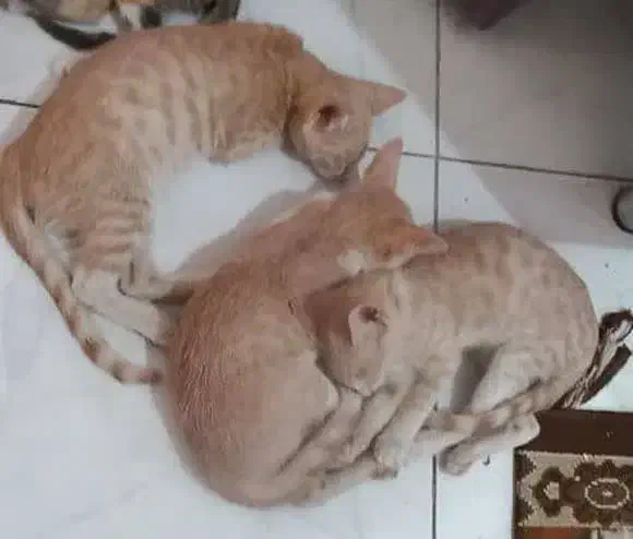 واگذاری گربه|گربه|قم, علی آباد سعدگان|دیوار