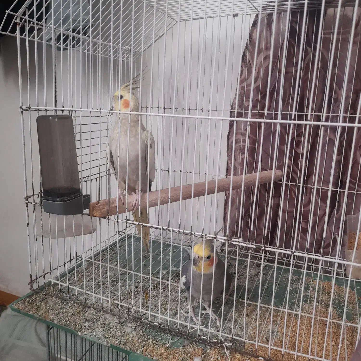 عروس هلندی|پرنده|منجیل, |دیوار