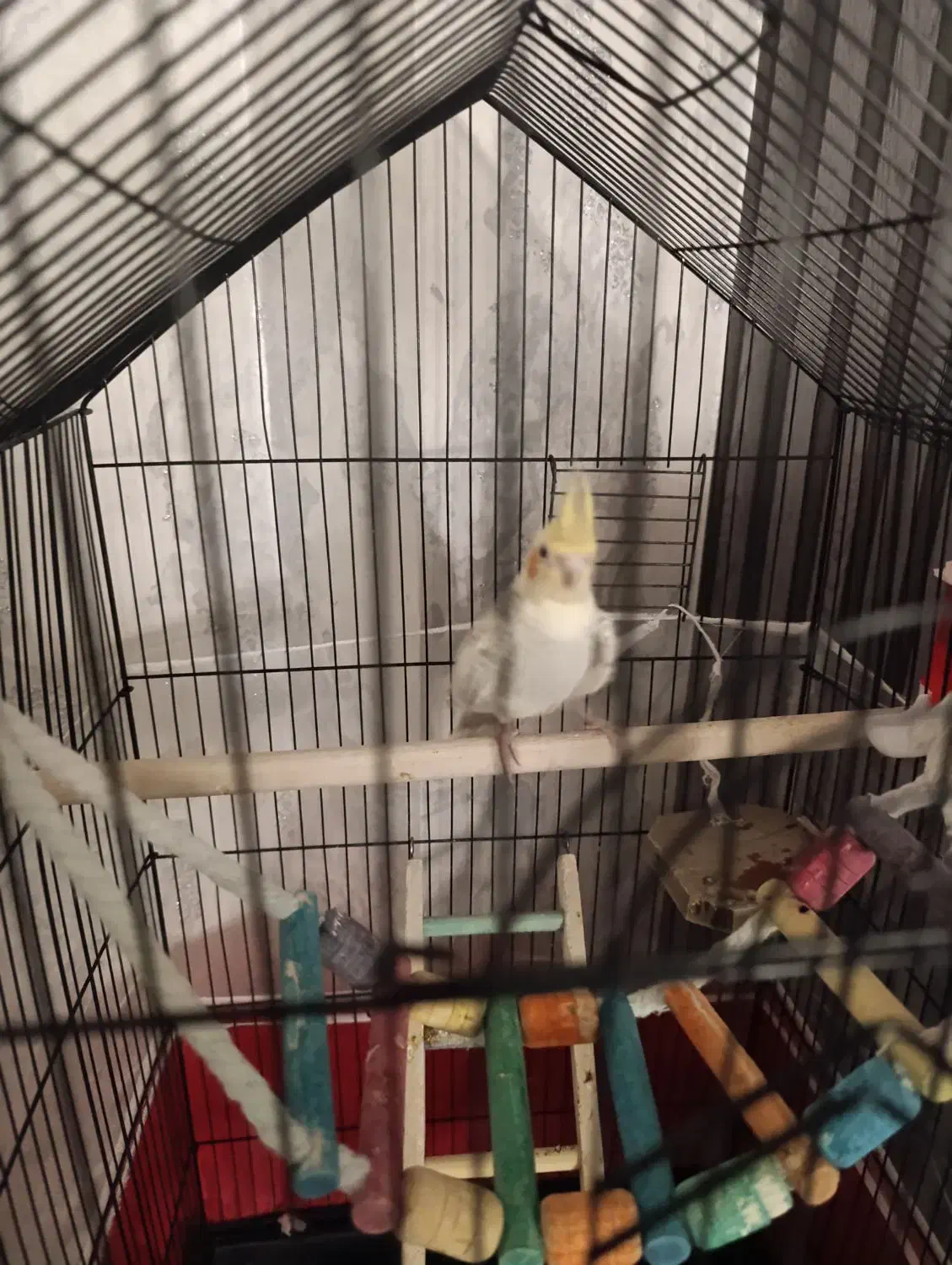 عروس هلندی|پرنده|پاکدشت, پاکدشت (مامازند)|دیوار